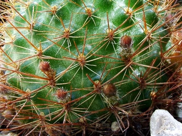 Rebutia _donaldiana _Lau348 _09